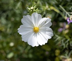 Witte bloem met bezoeker van Foto Studio Labie