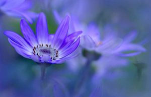 Rêves en bleu