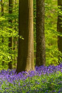 Forêt de campanules avec des fleurs épanouies sur le sol de la forêt sur Sjoerd van der Wal Photographie