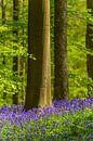 Hyacintenbos met bloeiende bloemen op de bosgrond van Sjoerd van der Wal Fotografie thumbnail