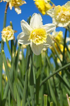 Daffodils in Noordwijkerhout by tiny brok
