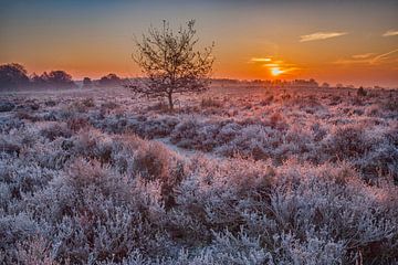 Posbank heide landschap in de winter van Elroy Spelbos Fotografie