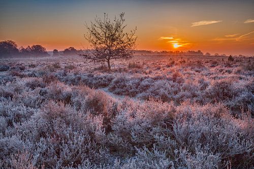 Posbank heide landschap in de winter