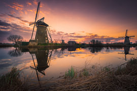 Windmühlen von Kinderdijk im Abendlicht von Sidney van den Boogaard
