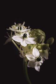 Little white flowers by Sandra Hazes