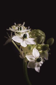 Witte Vogelmelk | Werk aan de muur bloemen van Sandra Hazes