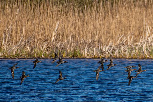 Grünflügelente (ssp crecca) von Brian Morgan