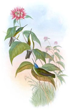 Zwart-snure-kroon, John Gould van Hummingbirds