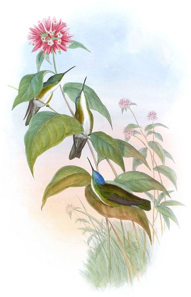 Schwarzschnabel Azure-Crown, John Gould von Hummingbirds