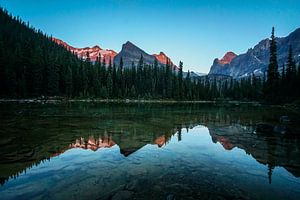 gladde reflectie in het meer met alpengloed bij Lake O'Hara in Yoho National Park, British Columbia, van Leo Schindzielorz