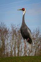 Witnekkraanvogel