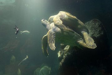 sea turtles by Jeroen van Deel