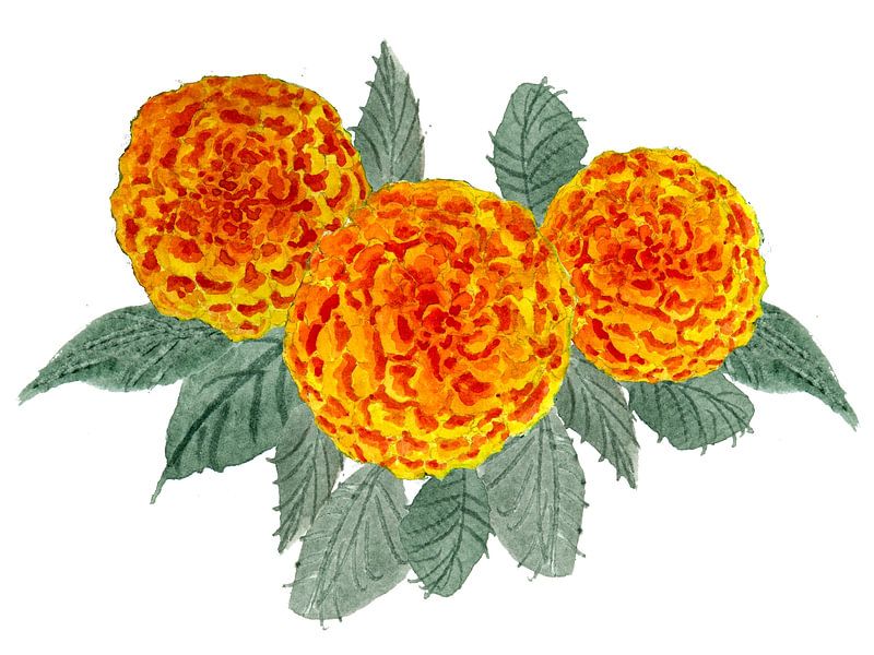Hortensias orange par Sebastian Grafmann