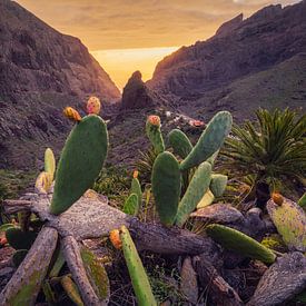Cactusvijgen uit Masca _ H van Loris Photography