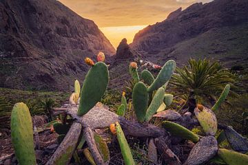 Cactusvijgen uit Masca _ H van Loris Photography