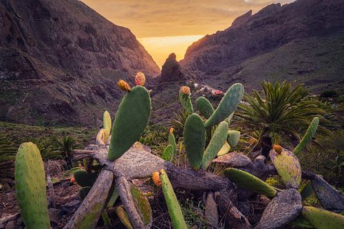 Poires à cactus de Masca _ H sur Loris Photography
