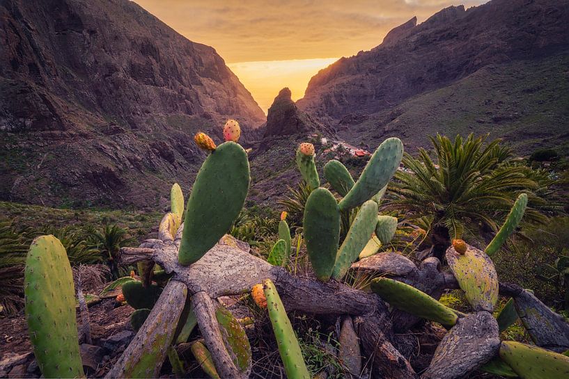 Cactus pears from Masca _ H by Loris Photography