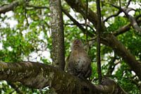 Le regard plein d'espoir d'un macaque lion dans la jungle thaïlandaise : un moment émouvant d'émerveillement et d'anticipation, magnifiquement capturé dans la nature sauvage, entouré d'une verdure luxuriante et imprégné de beauté naturelle.