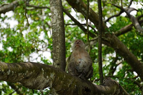 The hopeful gaze of a lion macaque in the Thai jungle: A touching moment of wonder and anticipation, beautifully captured in the wilderness, surrounded by lush greenery and steeped in natural beauty.