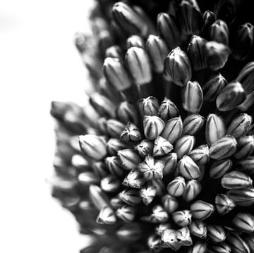 Zwart-Wit Close-up van een Bloem in Knop van Crystal Clear