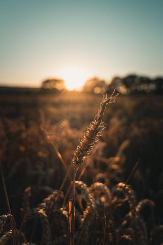 Korenveld in de zomer
