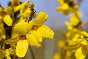 Forsythie (Forsythia × intermedia)