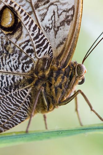 Marbled butterfly