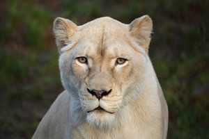 Lion (Panthera leo)