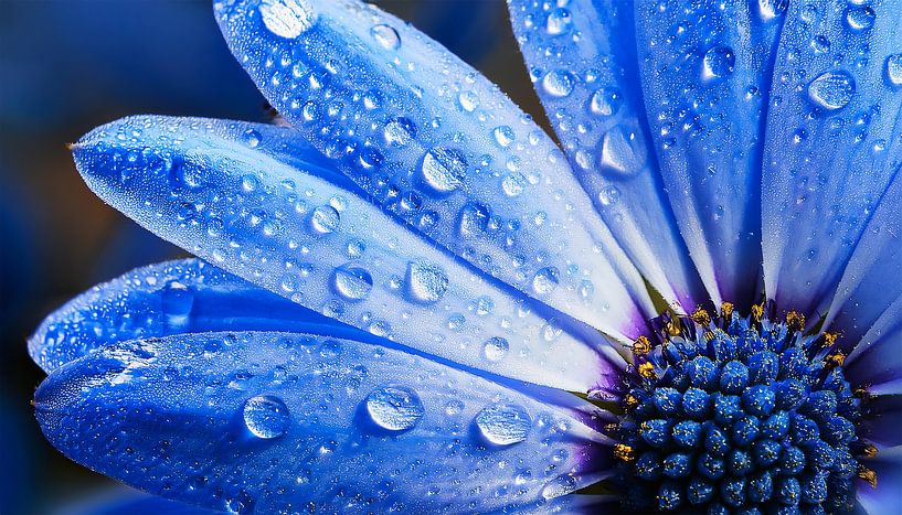 Bloem met regendruppels van Mustafa Kurnaz