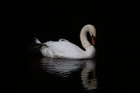 Zwaan - Swan