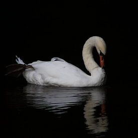 Zwaan - Swan van Arlette Peeters
