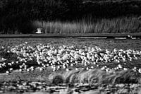 Gulls in the Kroon's polder on Vlieland.