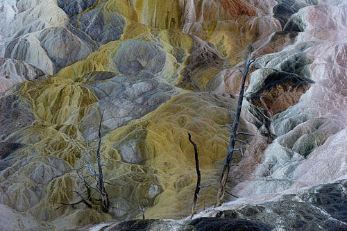 Mammoth Hot Spring – Living Color Trees Yellowstone