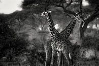 Girafes en Tanzanie noir et blanc par Jovas Fotografie Aperçu