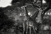 Giraffes in Tanzania black and white