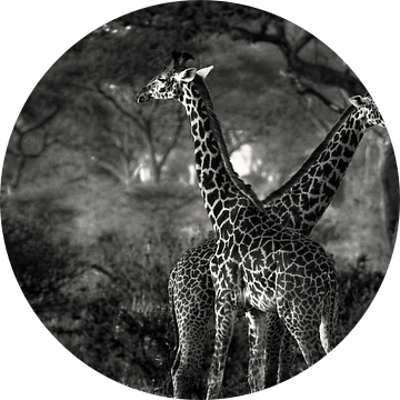 Giraffes in Tanzania zwartwit van Jovas Fotografie