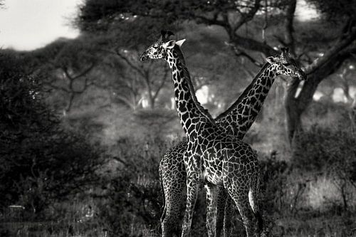 Girafes en Tanzanie noir et blanc