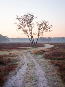 Double arbre sur Mattijs Diepraam