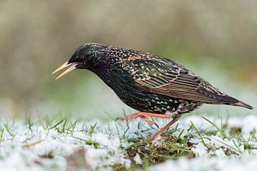 Common Starling ( Sturnus vulgaris ) dancing on snow covered ground, having cold feet, in grass, ons van wunderbare Erde