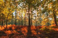 Autumn colours in the Speulderbos II by Ilya Korzelius thumbnail
