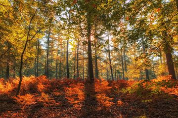 Herbstfarben im Speulderbos II von Ilya Korzelius