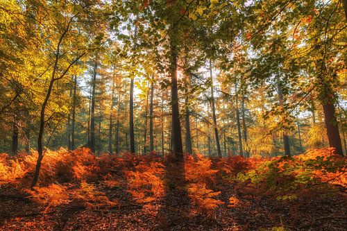 Herfstkleuren in het Speulderbos II