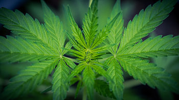 Blätter einer jungen Cannabispflanze