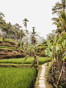 Tegalalang Rijstterras / rijstvelden Ubud Bali van Photo Atelier