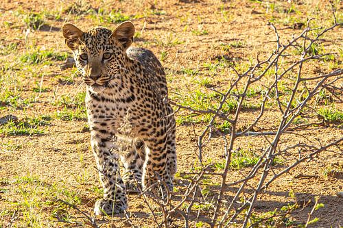 Leopard cub in Namibia - a rare moment in the wild