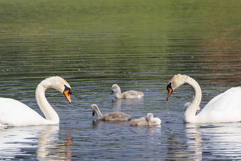 S c h w a n e n f a m i l i e by Andreas Stach