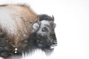 Amerikaanse Bison ( Bison bison ) in de winter bij ijzige kou, USA. van wunderbare Erde