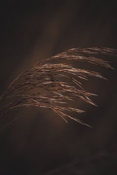 Hoog gras in de polder van Tes Kuilboer