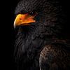 Puissant Bateleur en gros plan – Portrait dramatique en contre-jour d'un rapace sur fond noir sur Design Wall Arts