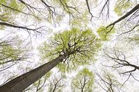 Beuk in het bos